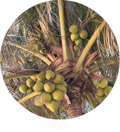 côco